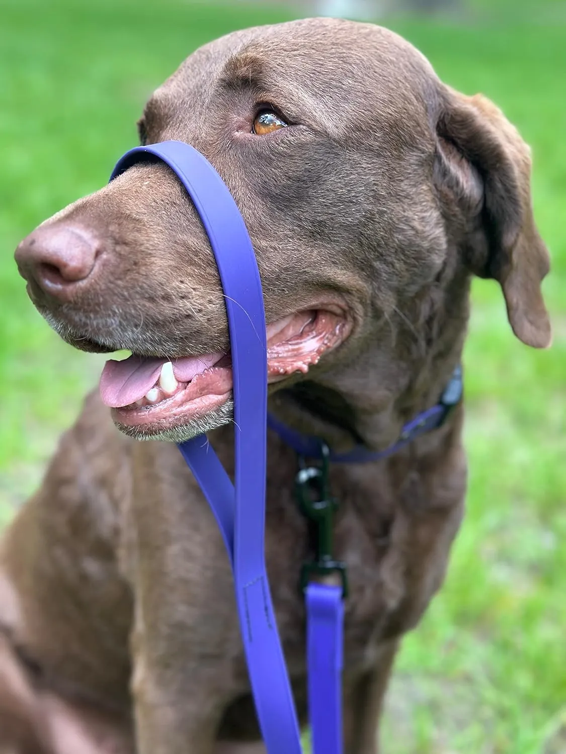 Waterproof Dog Leash/Lead - Stink-Proof Water-Proof Strong Biothane - 6 Ft - Hand Made in USA! (6', Red)